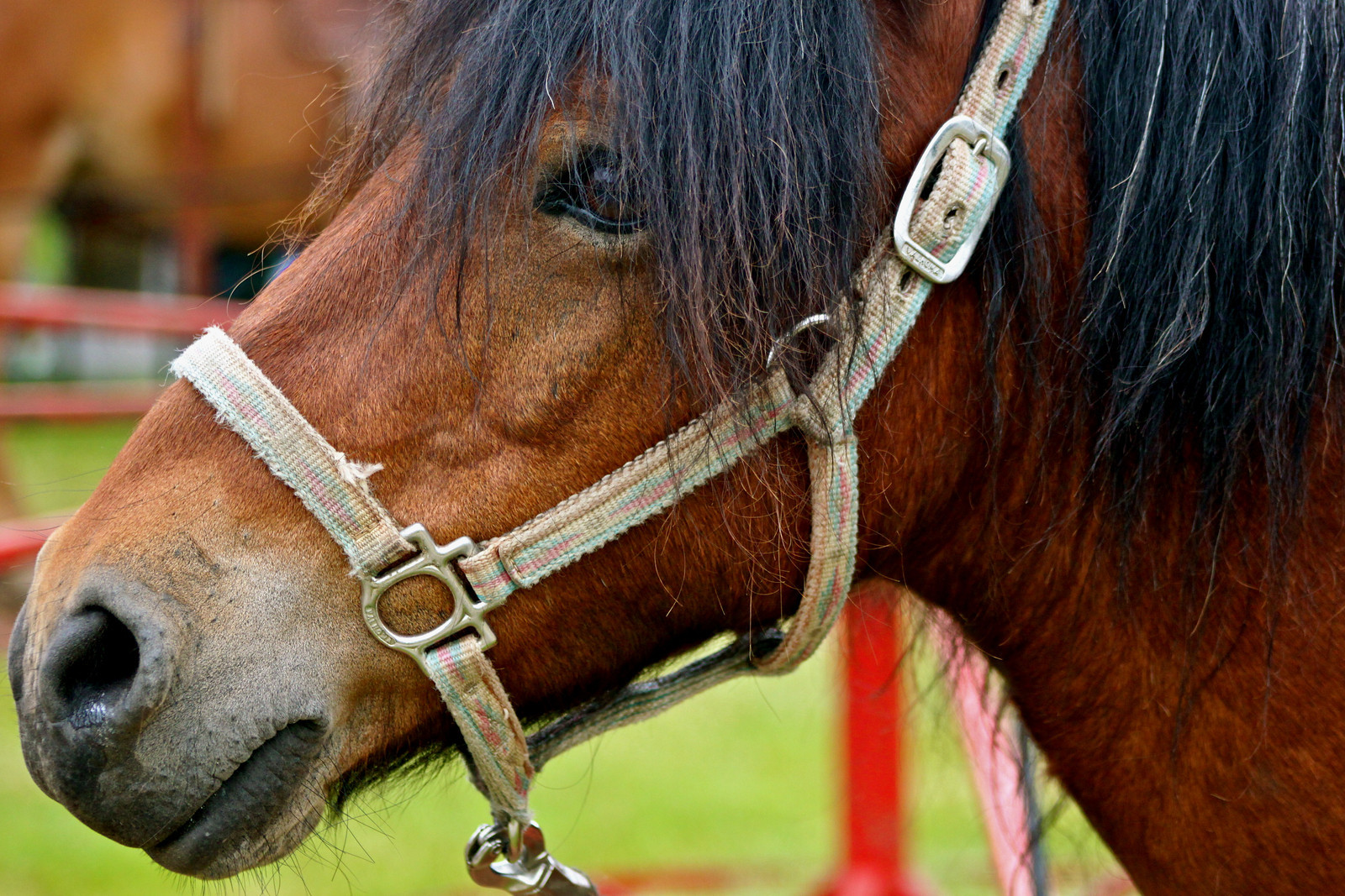 13Liz Jackson Hero to Hero